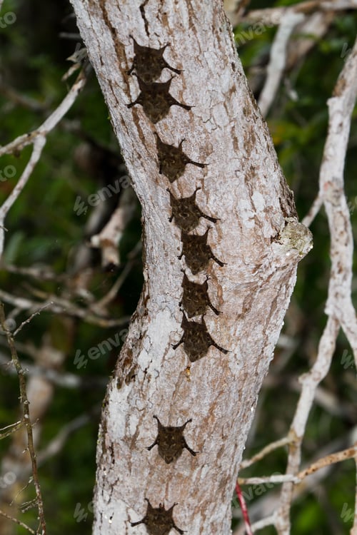 Preview: Bats On A Tree In The Banks Of The New River In Belize