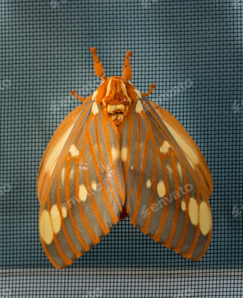 Preview: Macro Image Of A Large Regal Moth Known As Citheronia Regalis Which Landed On The Window Screen In