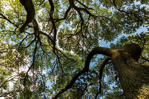 Preview: Looking Up At Southern Live Oak Trees