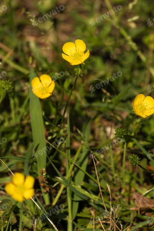Preview: Pretty Little Yellow Flower In A Meadow