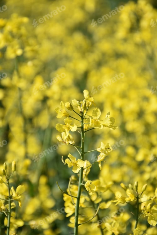 Preview: Blooming Yellow Flowering Rape Seed Blossoms Up Close.