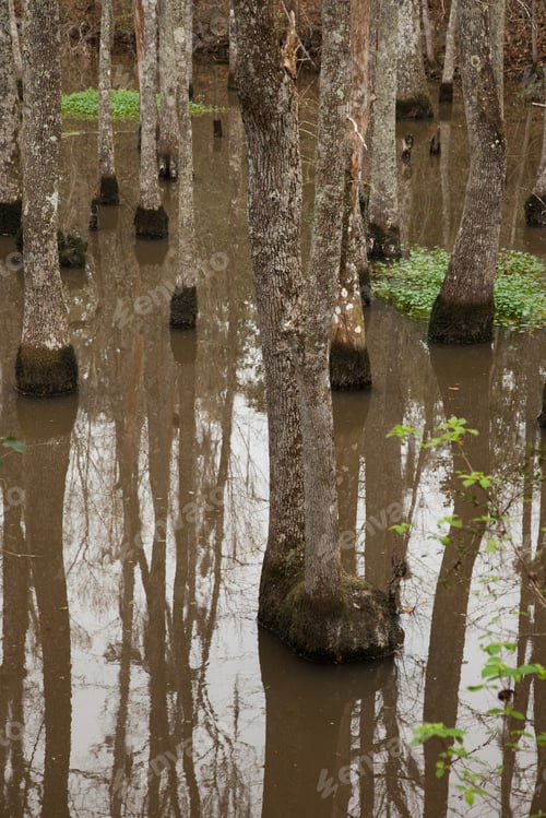 Preview: Trees Reflected In Swamp Water
