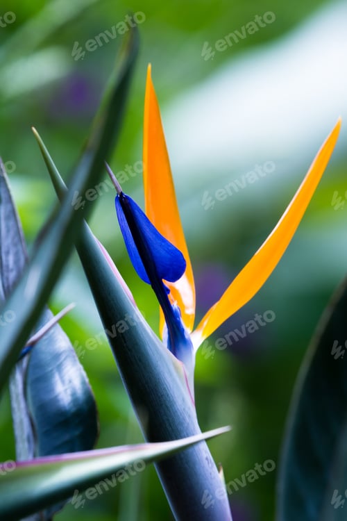 Preview: Detail On A Beautiful Bird Of Paradise Plant With Vivid Glowing Orange And Blue In Tropical Costa