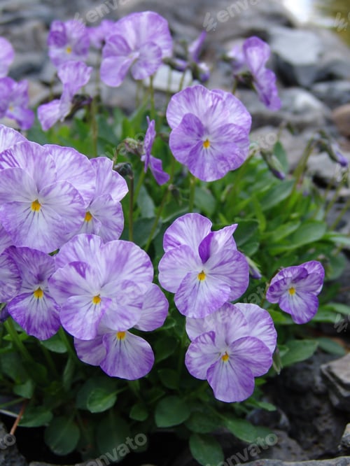 Preview: Blooming Light Purple And White Pansies Flowering In A Garden.