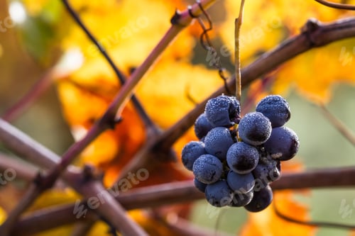 Preview: Cluster Of Grapes Left On The Vine In Autumn Showing Signs Of Fermenting And Decomposition