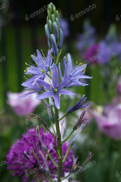 Preview: Delicate Blue Flower In A Field Of Green