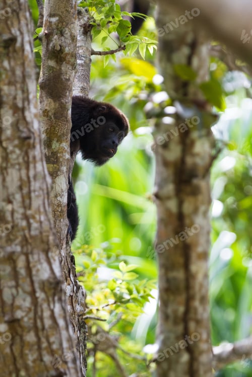 Preview: Tropical Scene With An Adult Male Mantled Howler Up A Tree In The Nicoya Peninsula In Costa Rica