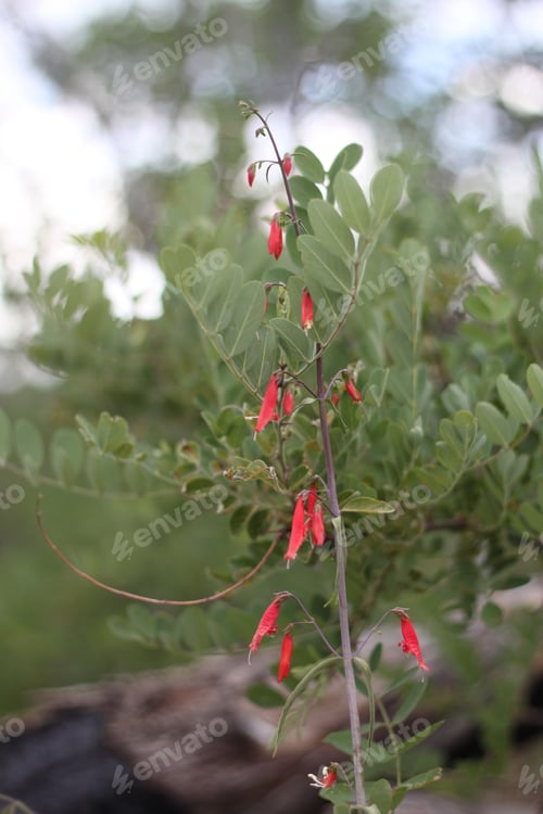 Preview: A Firecracker Penstemon With Pink Flowers 8163