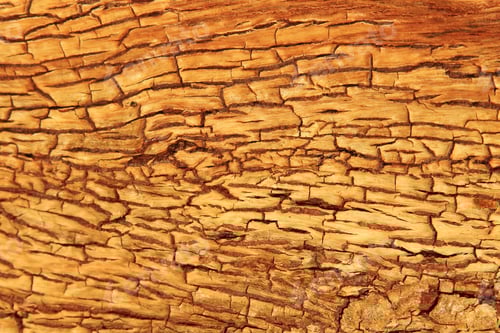Preview: Yellow Bark Background And Natural Textured Beauty From The Wilds - Contours, Lines And Contrasts
