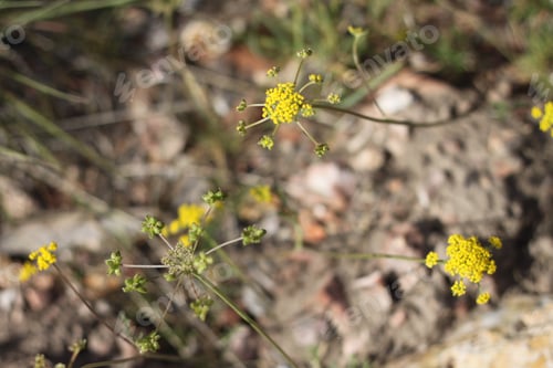 Preview: A Cluster Of Golden Alexander Zizia Aurea Wildflowers 8810