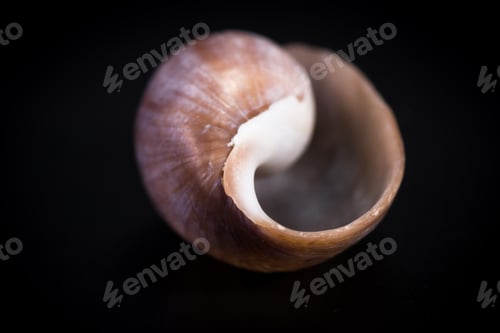 Preview: Colorful Beautiful Sea Shell With Amazing Layers And Details On A Black Background
