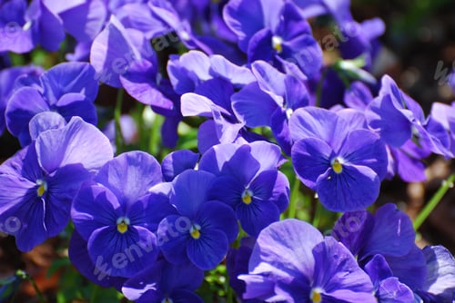 Preview: Pretty Blue Flowering Johnny Jump Up Flowers In A Garden.