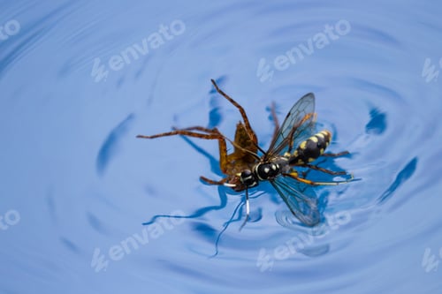 Preview: Action Shots Of A Spider Wasp Killing A Spider By Drowning It In A Swimming Pool In Costa Rica