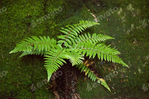 Preview: Background Texture Of Soft, Green Moss With A Fern In It