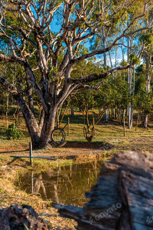 Visualização: Lake In The Middle Of The Forest
