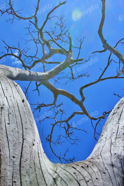 Preview: Tree Of Life - Nature Background - Majestic Beauty Grown Through Time