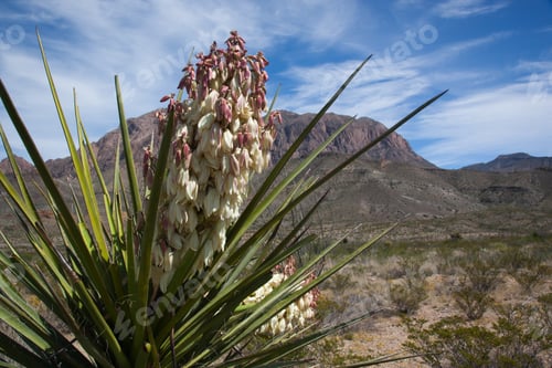 Preview: Yucca Cactus And Mountain In The Background