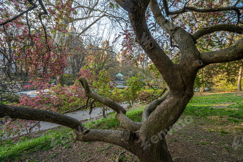Preview: Spring In Central Park, New York City Early In The Morning With Cherry Trees