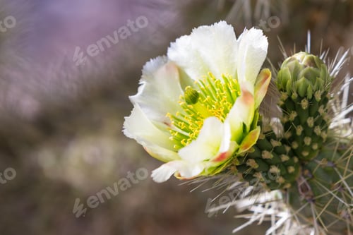 Preview: Close Up Of A Beautiful White Bloom On A Desert Cactus In Arizona