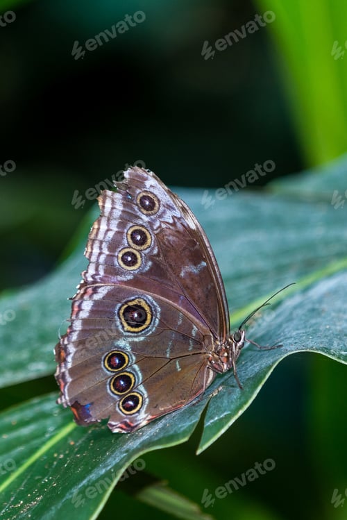 Preview: Close Up Of A Large Butterfly With Eyes On Its Wings Perched On A Green Leaf