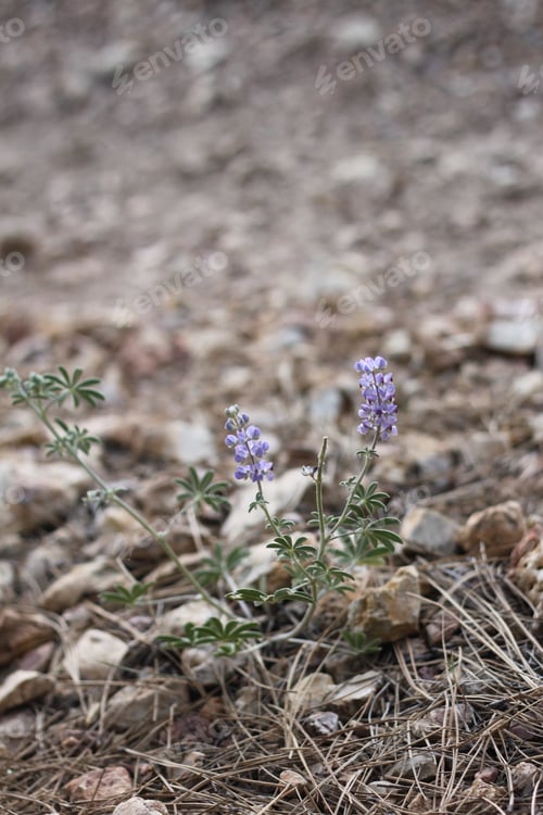 Preview: A Lupinus Sparsiflorus Plant With Flowers 8889