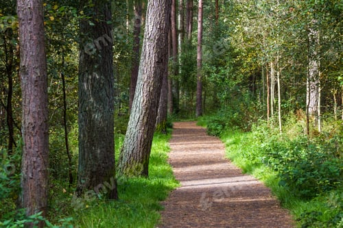 Preview: Beautiful Nice Easy Walk In The Pine Forest Of The Devilla Forest In The Kingdom Of Fife, Scotland