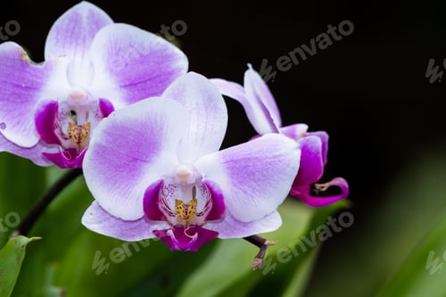 Preview: Close Up Of A Beautiful Orchid In A Dark Green House In Southern California