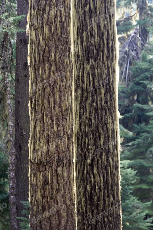 Preview: Peaceful Grove Of Fir Trees In Huckleberry Mountain In Southern Oregon