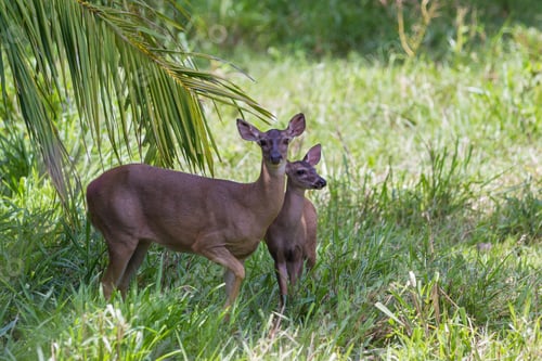 Preview: Doe Protecting Her Fawn In A Green Pasture In Costa Rica. The White Tailed Deer Is The Symbol For