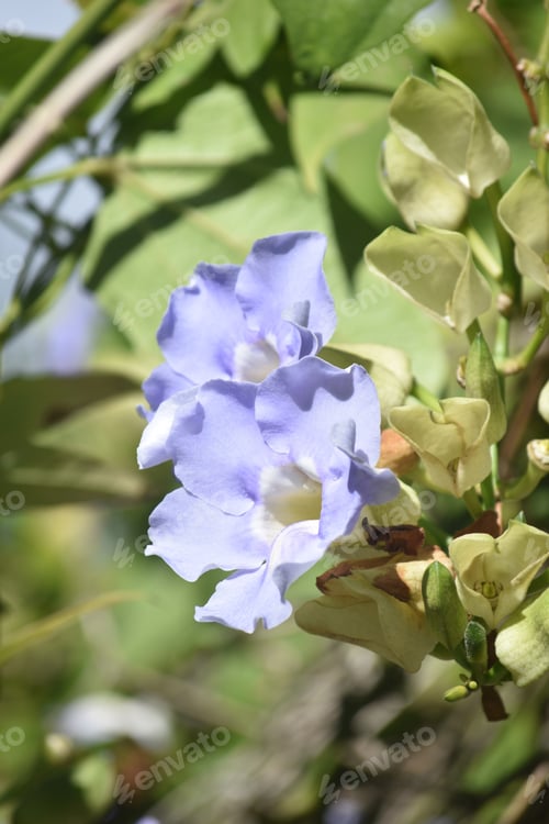 Preview: Pretty Blue Morning Glories In Bloom