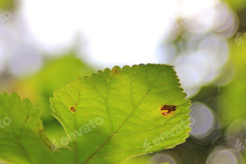 Preview: Colors In Nature Background - Colorful Outdoors - Green Wonder