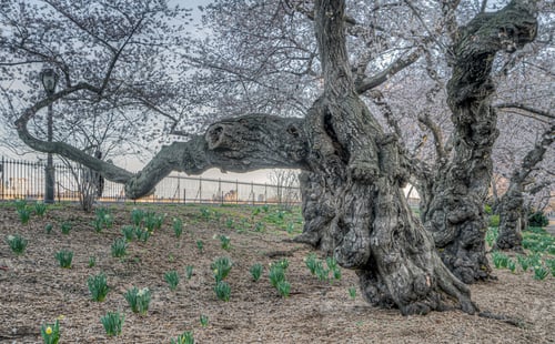Preview: Spring In Central Park, New York City With Cherry Trees