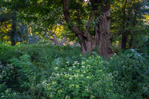 Preview: Central Park In New York City In The Summer