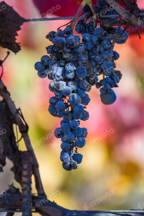 Preview: Bunch Of Grapes Left On The Vine After The Harvest With A Colorful Autumn Background