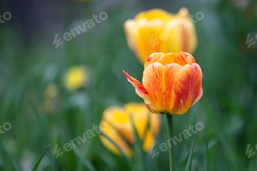Preview: Close Up Of A Tulip Growing In A Home Garden With Tall Grass Around It