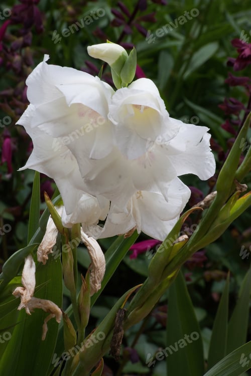 Preview: White Flowers Blooming In A Garden