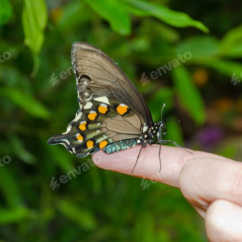 Preview: Butterfly On Flowers