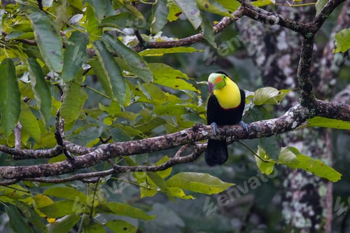 Preview: Keel Billed Toucan Perched On A Tree Branch In The Rainforest Of Costa Rica