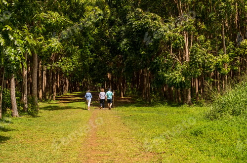Preview: Senior Adults Walking On The Wai Koa Loop Trail Or Track Leads Through Plantation Of Mahogany Trees