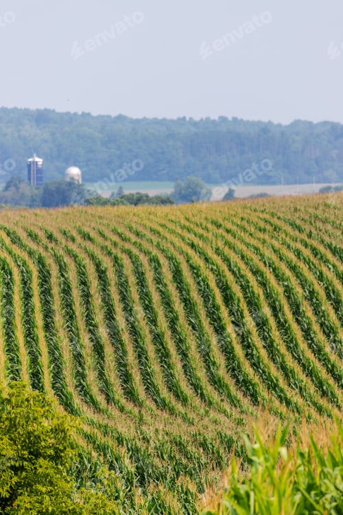 Preview: Rows Of Corn In A Field Of Rolling Hills Rural Agricultural Landscape