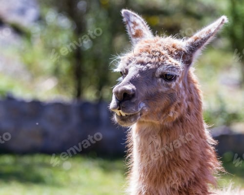 Preview: Close Up Of A Llama In Chinchero Peru On A Bright Sunny Day