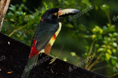 Preview: Aracari Toucan Perched On A Branch In The Rainforest Of Belize