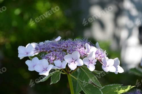 Preview: Flowering And Budding Pale Purple Hydrangea Blossom.