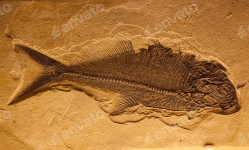 Preview: Petrified Fish Fossilized In Stone