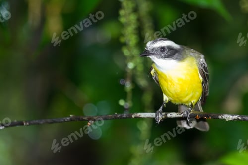 Preview: Great Kiskadee Perched On A Branch In The Rainforest Of Belize
