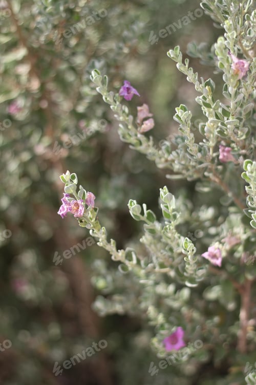 Preview: A Leucophyllum Fructescens Cenizo Plant With Purple Flowers 0691