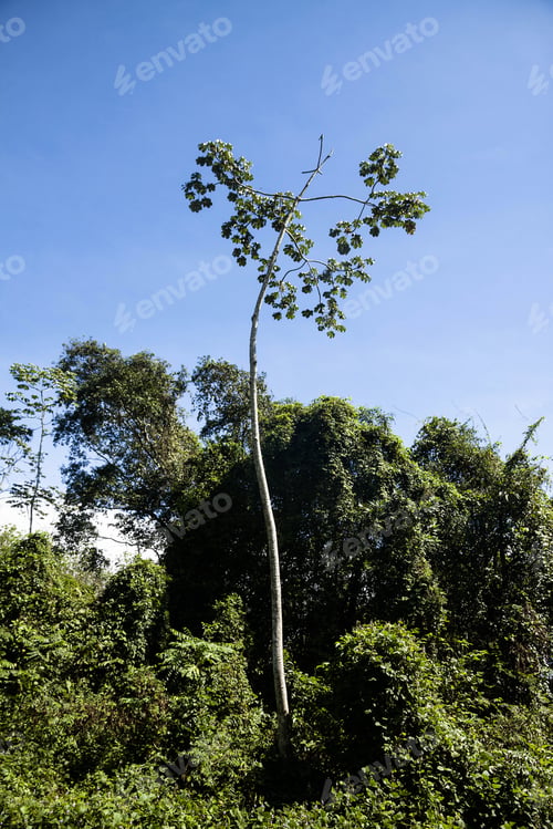 Preview: Peruvian Jungle