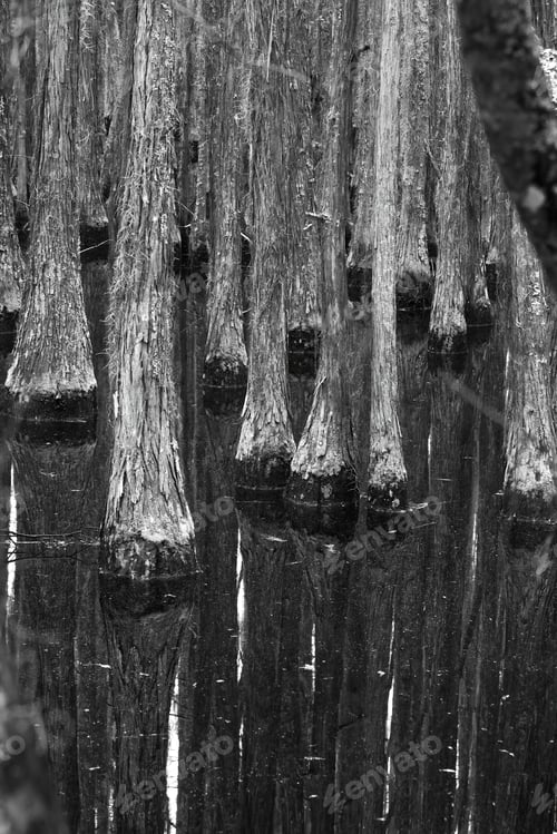 Preview: Swamp Trees Reflecting In The Water