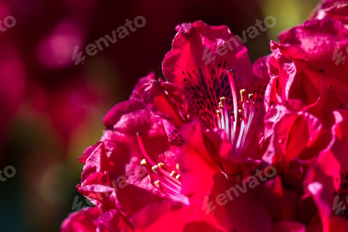 Preview: Close Up Of A Beautiful Red Rhododendron Blooming In Northern Idaho