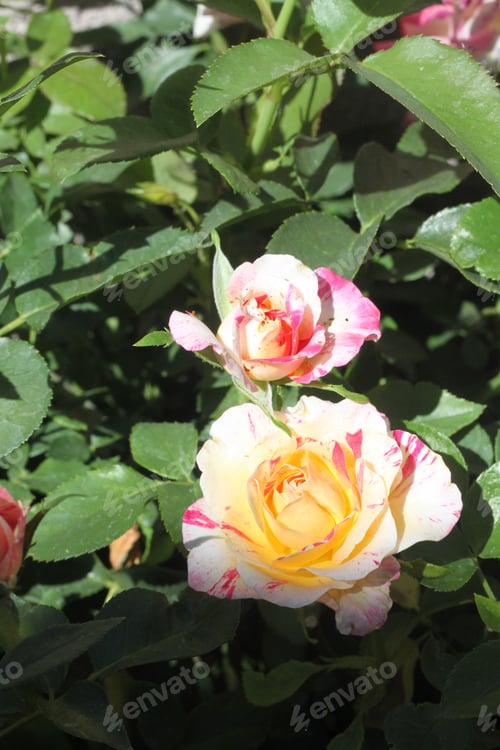 Preview: A Rose Bush With Bright Pink And White Swirl Flowers 9705
